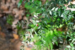 Ruscus aculeatus