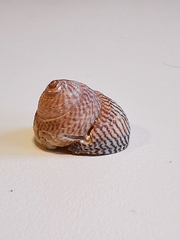 Steromphala cineraria