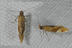 Epicallima formosella