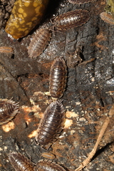 Oniscus asellus