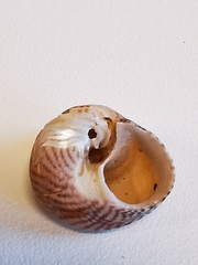 Steromphala cineraria