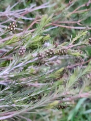 Melaleuca ericifolia