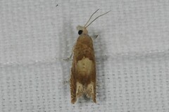 Eucosma conterminana