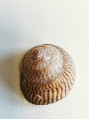 Steromphala cineraria