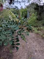 Senegalia wrightii