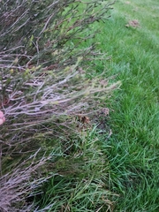 Melaleuca ericifolia