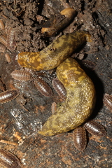 Limacus maculatus