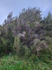 Melaleuca ericifolia