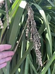 Lomandra hystrix