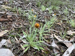 Leucochrysum albicans albicans
