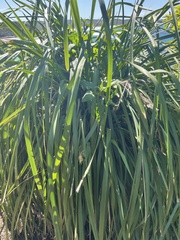 Lomandra hystrix
