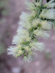 Senegalia wrightii