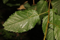 Lyonetia clerkella