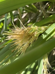 Lomandra hystrix