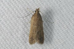 Helcystogramma lutatella