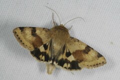 Heliothis viriplaca
