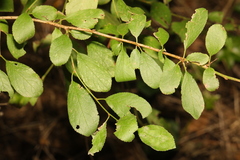 Prunus spinosa