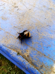 Bombus terrestris audax