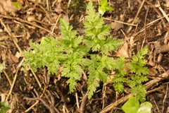 Anthriscus sylvestris