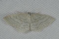 Idaea subsericeata