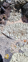 Lecanoraceae