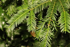 Taxus baccata