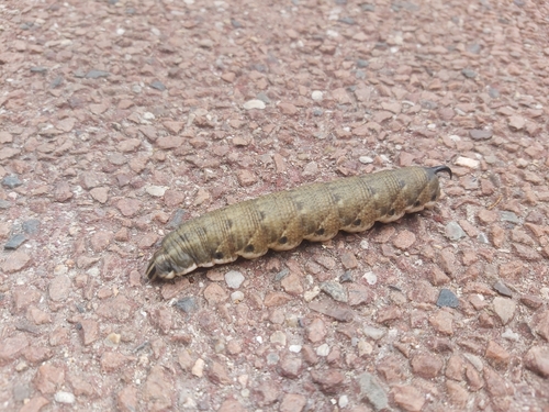 Agrius convolvuli