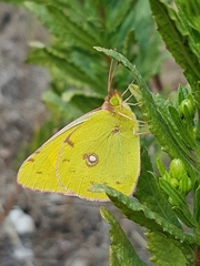 Colias croceus