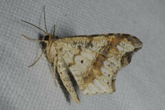 Macaria alternata