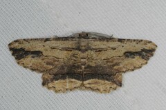 Menophra abruptaria