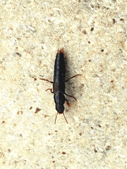 Staphylinini