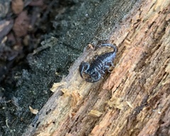 Opisthacanthus capensis