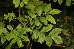 Fraxinus excelsior