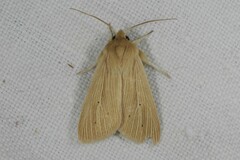 Mythimna pallens