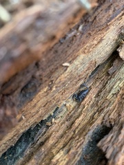 Opisthacanthus capensis