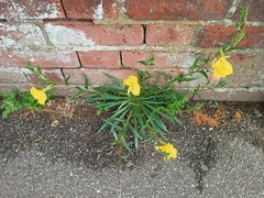 Oenothera stricta