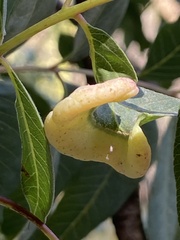 Pistacia terebinthus palaestina