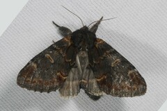 Notodonta dromedarius