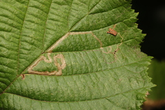 Stigmella microtheriella