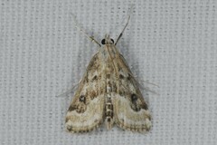 Parapoynx stratiotata