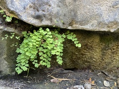 Adiantum