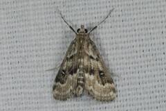 Parapoynx stratiotata