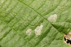 Phyllonorycter coryli