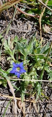 Gentiana karelinii