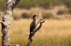 Microcarbo africanus africanus