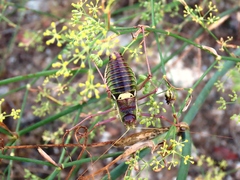 Ephippiger diurnus cunii