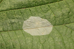 Phyllonorycter coryli