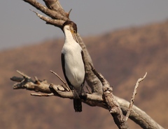Phalacrocorax carbo lucidus