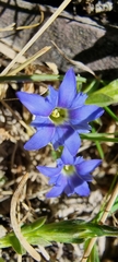 Gentiana karelinii