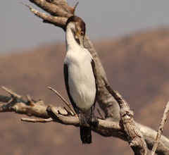 Phalacrocorax carbo lucidus